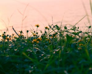 Preview wallpaper flowers, yellow, grass, plant, greens