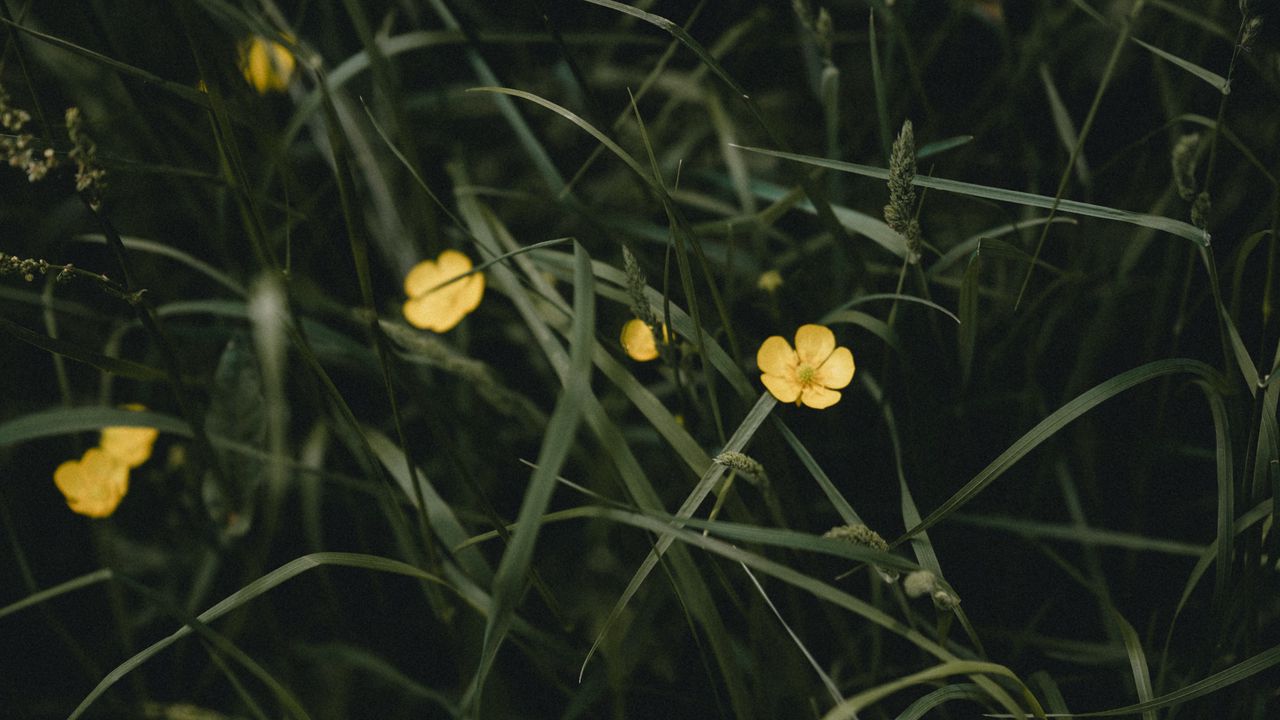 Wallpaper flowers, yellow, grass, plant