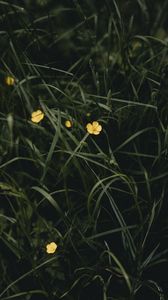 Preview wallpaper flowers, yellow, grass, plant