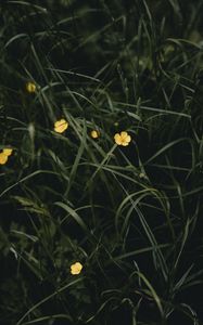 Preview wallpaper flowers, yellow, grass, plant
