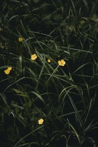 Preview wallpaper flowers, yellow, grass, plant