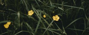 Preview wallpaper flowers, yellow, grass, plant