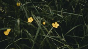 Preview wallpaper flowers, yellow, grass, plant