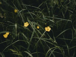 Preview wallpaper flowers, yellow, grass, plant