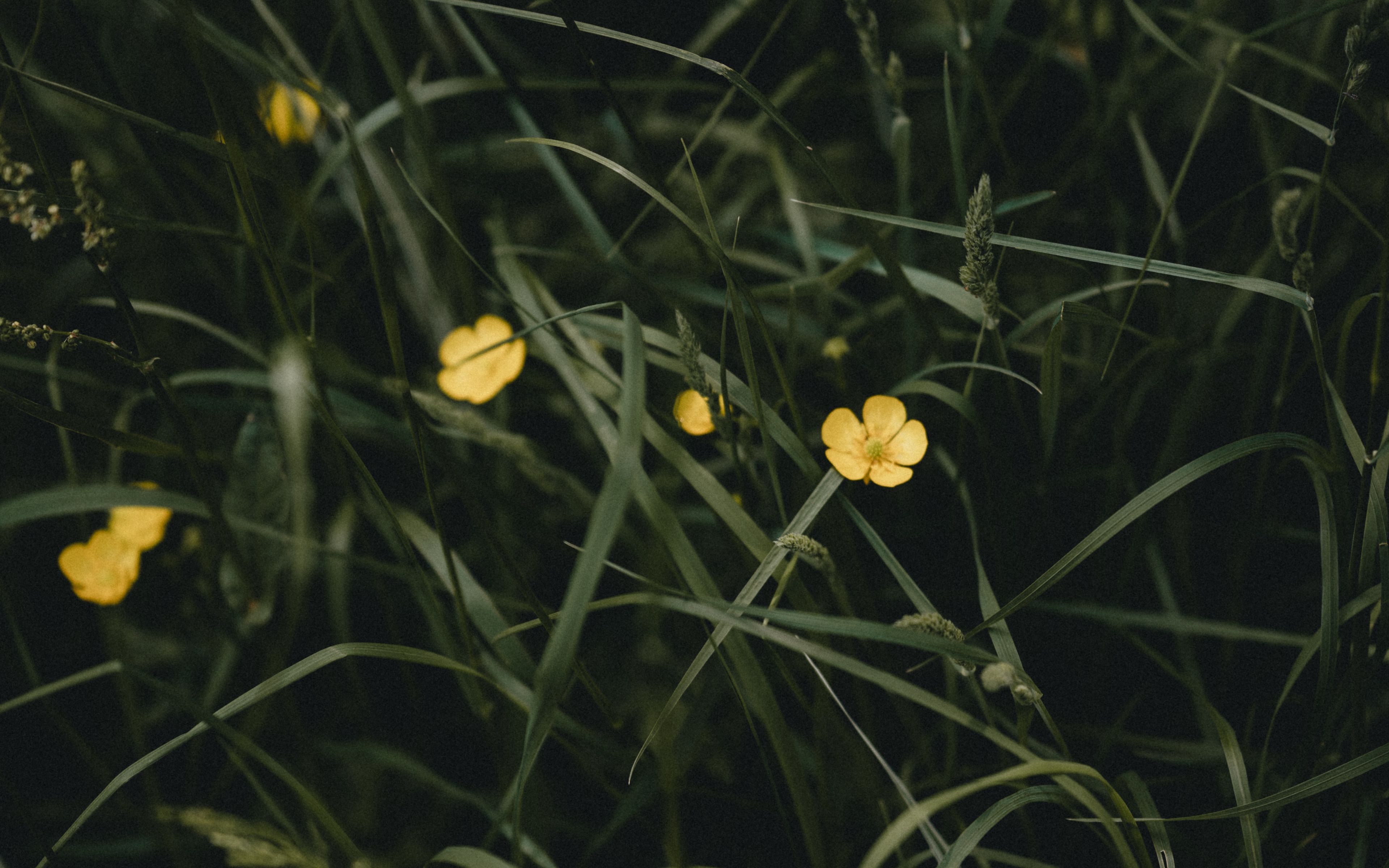Download wallpaper 3840x2400 flowers, yellow, grass, plant 4k ultra hd