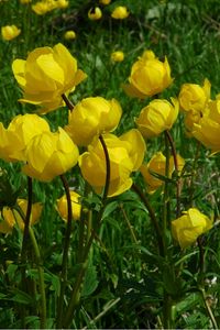 Preview wallpaper flowers, yellow, green, grass, meadow, sunny
