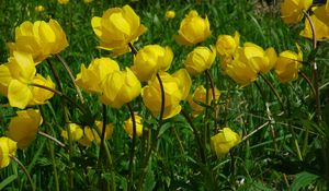 Preview wallpaper flowers, yellow, green, grass, meadow, sunny