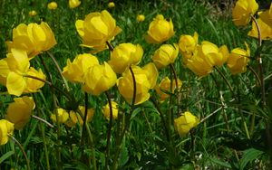 Preview wallpaper flowers, yellow, green, grass, meadow, sunny