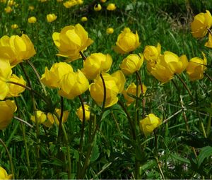 Preview wallpaper flowers, yellow, green, grass, meadow, sunny