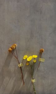 Preview wallpaper flowers, yellow, herbarium, dry