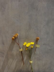 Preview wallpaper flowers, yellow, herbarium, dry