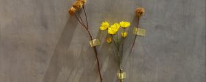 Preview wallpaper flowers, yellow, herbarium, dry