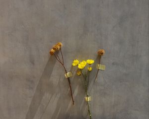 Preview wallpaper flowers, yellow, herbarium, dry