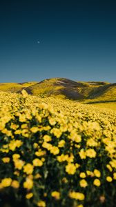 Preview wallpaper flowers, yellow, hills, field, landscape