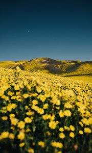 Preview wallpaper flowers, yellow, hills, field, landscape