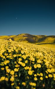 Preview wallpaper flowers, yellow, hills, field, landscape