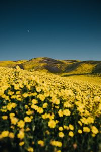 Preview wallpaper flowers, yellow, hills, field, landscape