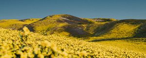 Preview wallpaper flowers, yellow, hills, field, landscape