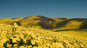 Preview wallpaper flowers, yellow, hills, field, landscape
