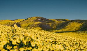 Preview wallpaper flowers, yellow, hills, field, landscape