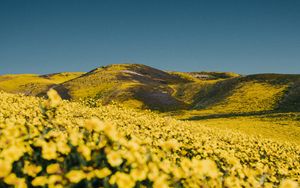 Preview wallpaper flowers, yellow, hills, field, landscape