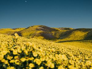 Preview wallpaper flowers, yellow, hills, field, landscape