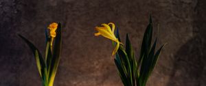 Preview wallpaper flowers, yellow, kettle, mug, table