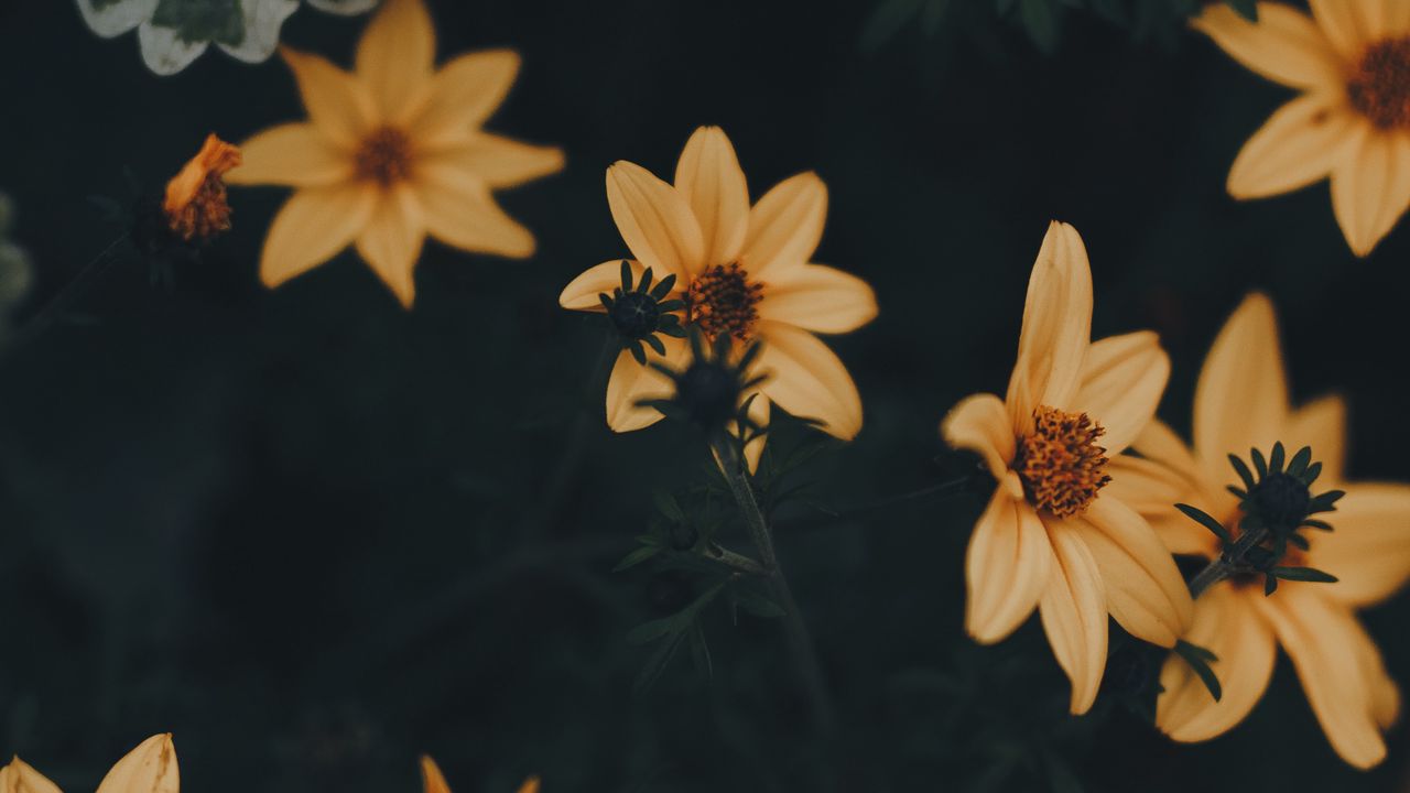 Wallpaper flowers, yellow, leaves, blooms, plant, dark green