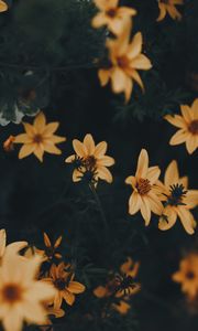 Preview wallpaper flowers, yellow, leaves, blooms, plant, dark green