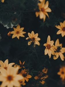 Preview wallpaper flowers, yellow, leaves, blooms, plant, dark green