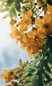 Preview wallpaper flowers, yellow, leaves, plant
