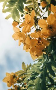 Preview wallpaper flowers, yellow, leaves, plant