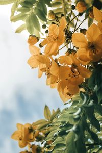 Preview wallpaper flowers, yellow, leaves, plant