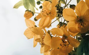 Preview wallpaper flowers, yellow, leaves, plant