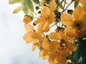 Preview wallpaper flowers, yellow, leaves, plant