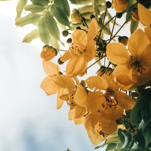 Preview wallpaper flowers, yellow, leaves, plant