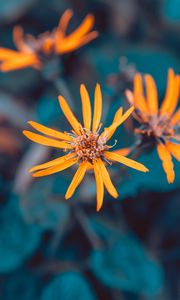 Preview wallpaper flowers, yellow, macro, petals, plant