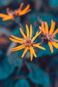 Preview wallpaper flowers, yellow, macro, petals, plant