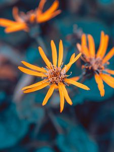 Preview wallpaper flowers, yellow, macro, petals, plant