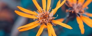 Preview wallpaper flowers, yellow, macro, petals, plant