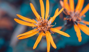 Preview wallpaper flowers, yellow, macro, petals, plant