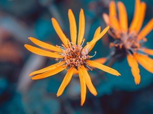 Preview wallpaper flowers, yellow, macro, petals, plant