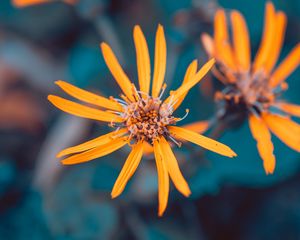 Preview wallpaper flowers, yellow, macro, petals, plant