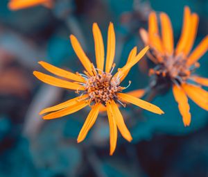Preview wallpaper flowers, yellow, macro, petals, plant
