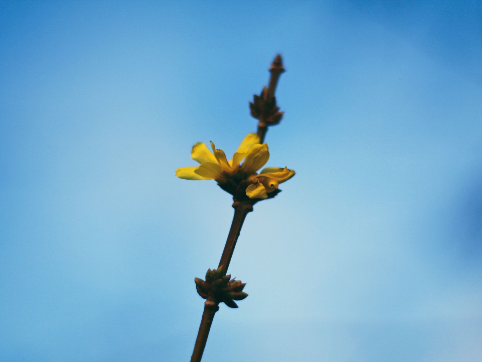 1600x1200 Wallpaper flowers, yellow, macro, branch, flowering