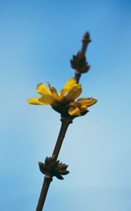 Preview wallpaper flowers, yellow, macro, branch, flowering