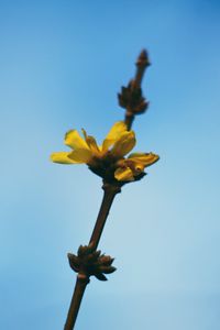 Preview wallpaper flowers, yellow, macro, branch, flowering