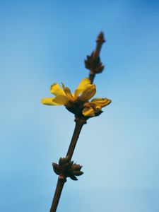 Preview wallpaper flowers, yellow, macro, branch, flowering