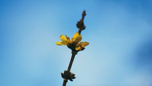 Preview wallpaper flowers, yellow, macro, branch, flowering