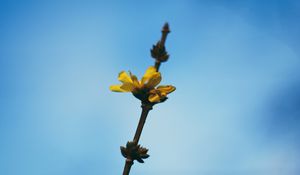 Preview wallpaper flowers, yellow, macro, branch, flowering